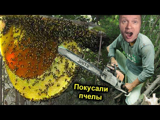 Нашли УЛЕЙ ДИКИХ ПЧЁЛ ОГРОМНЫЙ ИСКУСАЛИ прям на ДЕРЕВЕ ️ ЛИХОРАДКА и ГАЛЮЦИНАЦИИ от УКУСОВ