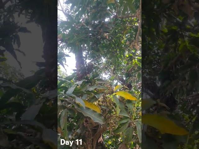 Day 11 Of My Mango Tree #Mymango#Mylife#MyviewMyLife#Trendsetter#Trends#Vibes