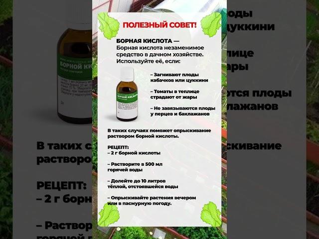 ЭТОТ раствор спасет ваш урожай! #сад #огород #урожай