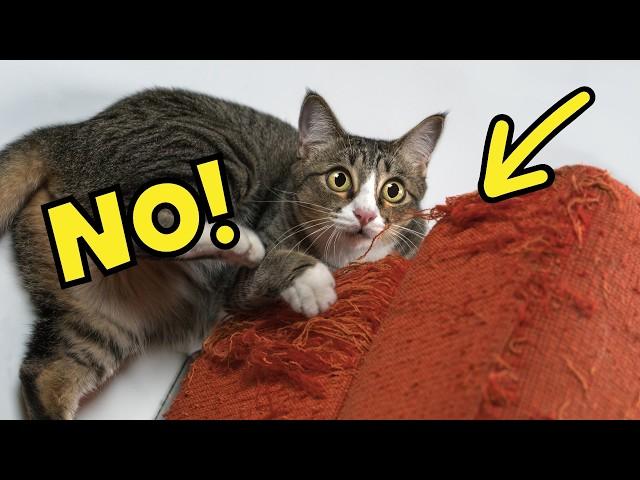 How to Tell Your Cat 'NO' in a Way They Understand