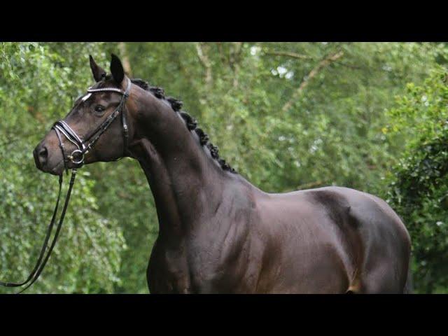 « Fall in love » 8 yo gelding by For Romance x De Niro x Hohenstein for sale (video from June 2021)