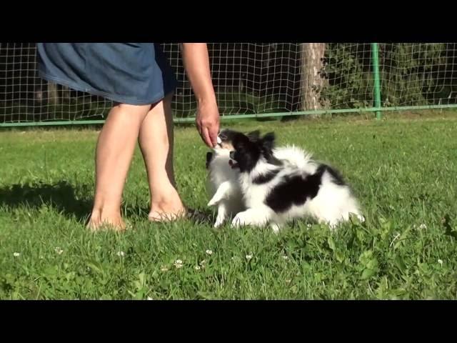 Kennel FCI  DZHERMANOTTA ROYALS   Litter W