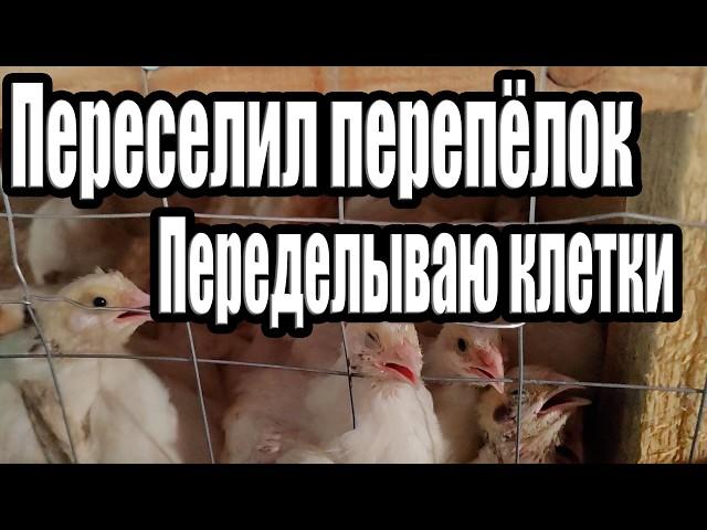 Переселил перепела / Переделываю клетки