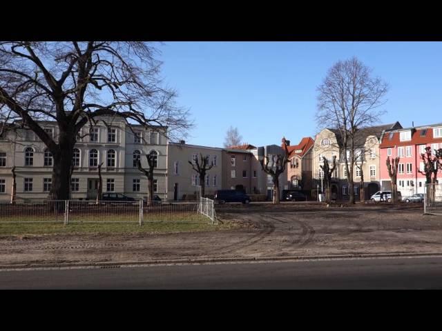 Karl-Marx-Platz frisch abgeholzt und ausgeästet 02-2016