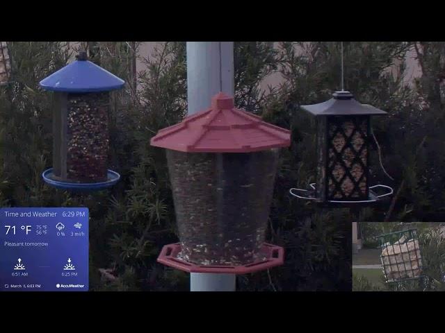 Orlando Florida Bird Cam  WE 03/01/2025