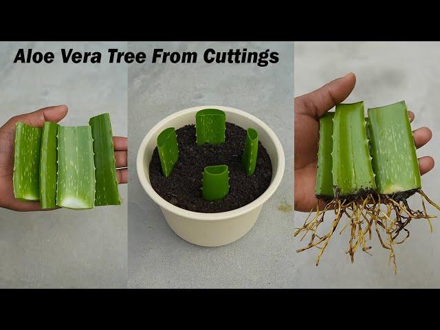 Growing aloe vera tree from leaf cuttings | aloe vera leaf planting