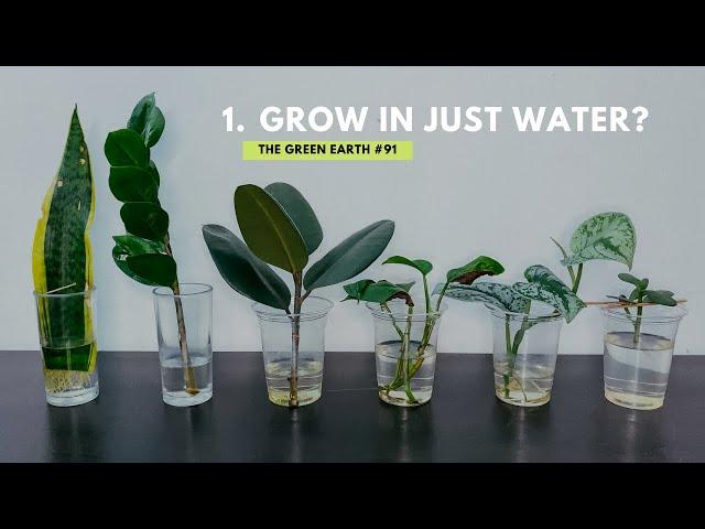 #91 Top 6 Common Indoor Plants That Can Grow In Water | Grow Houseplants Without Soil