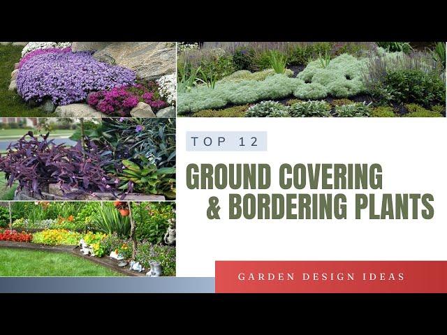 TOP 12 Best Low Maintenance Ground Cover Plants | Bordering Perennials Plants for Home Garden