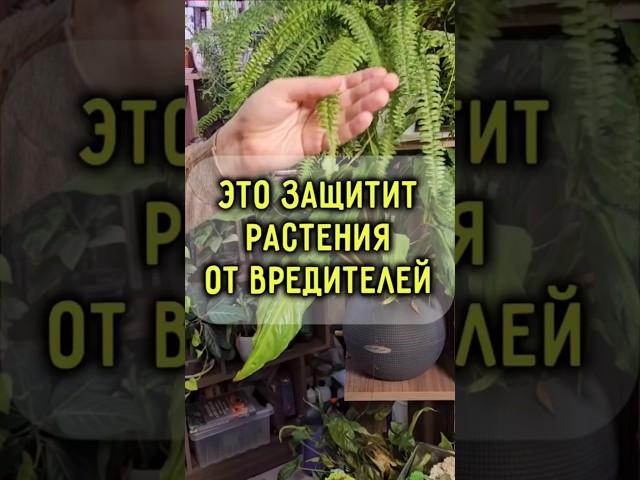 Купить Gloss: ВБ 6907954, Озон 289857440