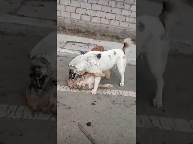 сагчанг дар хочагалтон саги малими Чумахон бо лакаби конор