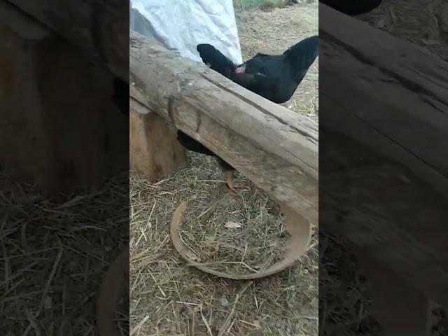 Вы знали, Как удовлетворить курицу? , #animals #прикол #жизньвдеревне #смешноевидео