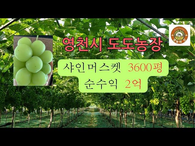 경농의신 7편  샤인머스켓 순수익 2억? (도도농장)