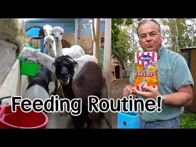 Animal Feeding Routine with our Alpaca, Sheep & Goats