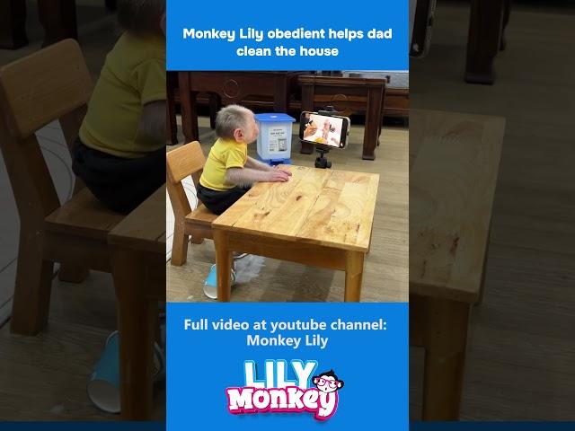 Monkey Lily obedient helps dad clean the house P1