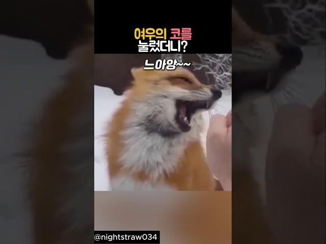 여우의 코를 눌렀더니? #동물 #여우