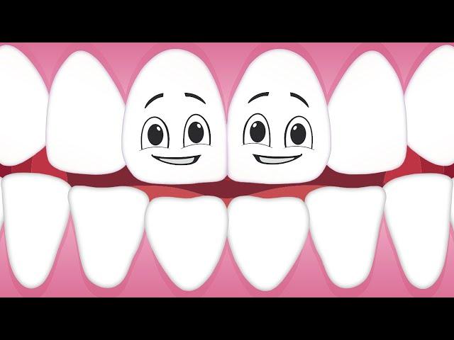 Learn About Your Teeth! | Human Body Songs For Kids | KLT Anatomy