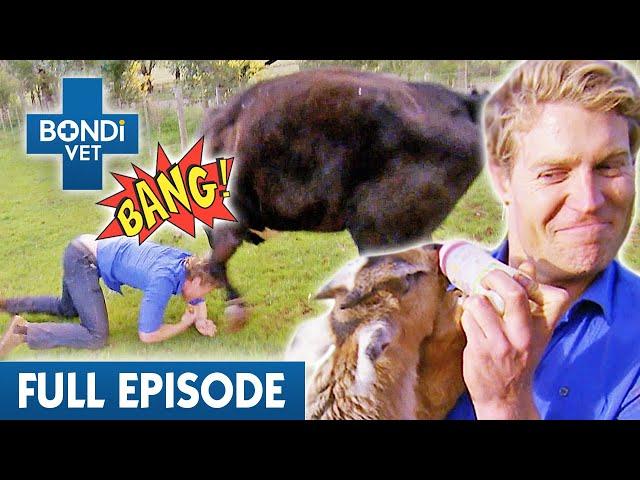 'All Hell Breaks Loose' at Animal Rescue Farm  | Best of Bondi Vet Ep 13 | Bondi Vet Full Episode