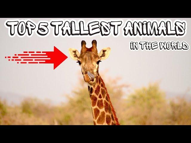 TOP 5 Tallest ANIMALS in the WORLD : Nature Unleashed!!! #shorts #facts