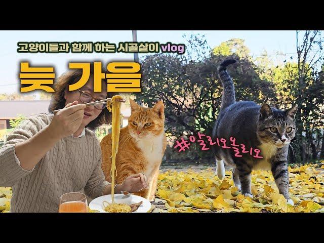 라면보다 쉬운 파스타? / 고양이들과 함께 하는 시골살이 vlog #알리오올리오