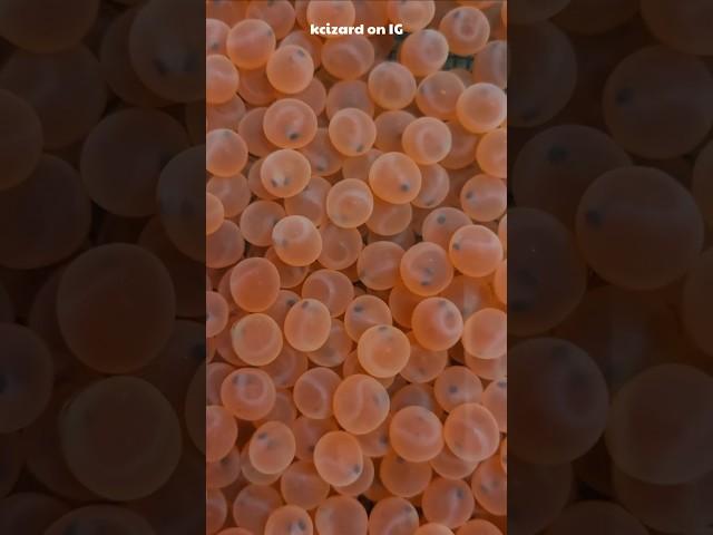 Artificial Breeding Of Salmon EXPLAINED