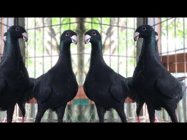 Black German Beauty Homer Pigeon Standard Size and Quality