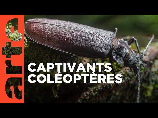 La grande parade des insectes | Coléoptères | ARTE