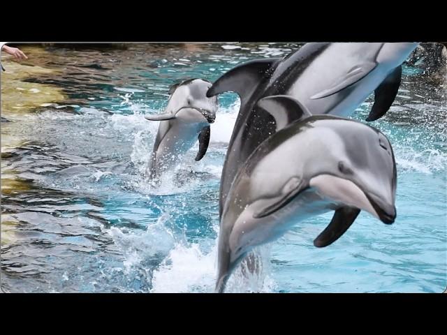 Pacific White-Sided Dolphin Presentation - Chimelong Ocean Kingdom - December 17, 2023