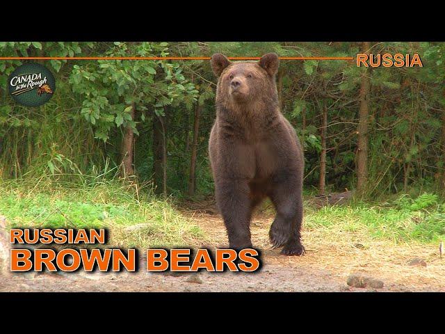 GIANT Brown Bear AND Moose Hunt in Russia | Canada in the Rough