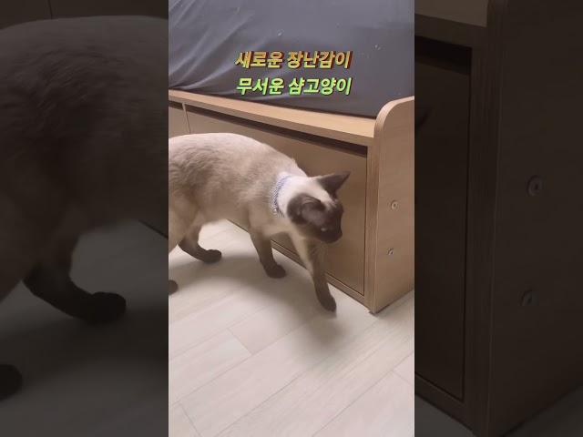 궁금한데 무서운 샴고양이 #shorts