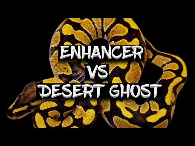 The 'Enhancer' vs 'Desert Ghost' Ball Python Genes