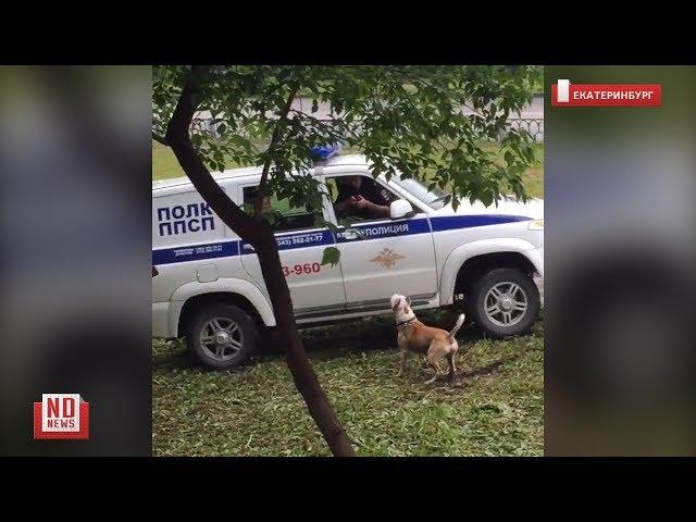 Полицейские застрелили собаку