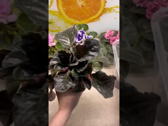 Удаление пасынков на фиалках. #flowers #фиалка #plants #цветы #пасынки #комнатныерастения #сенполия