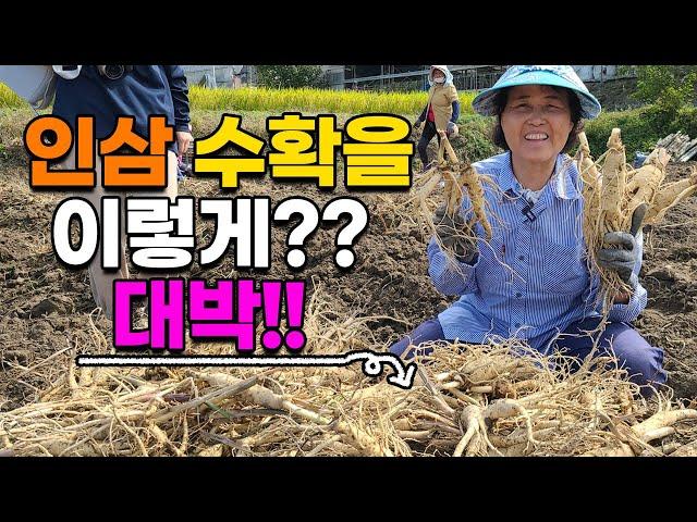 대박 신기한 5년근 인삼수확 현장!! 트랙터로 한방에? 인삼 수삼 - korea ginseng