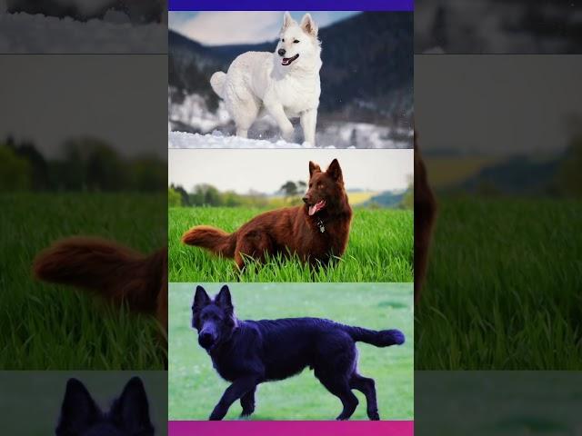 5 German Shepherd Colors from Common to Rare “Part 2”