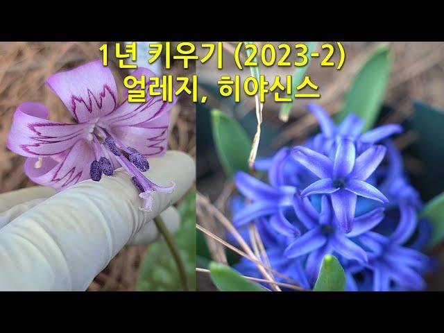 1년 키우기(2023-2) 얼레지, 히야신스 This is how the eelgrass and hyacinth change over the course of a year.