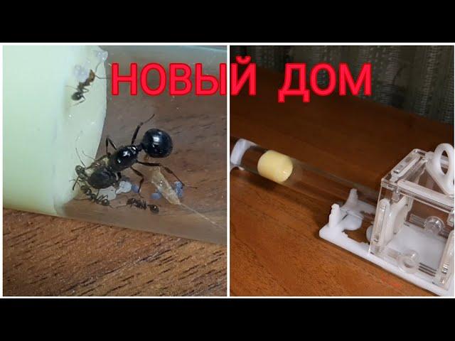 МУРАВЬИ MESSOR STRUCTOR С НУЛЯ.#3 ПЕРВЫЕ РАБОЧИИ И НОВЫЙ ДОМ.