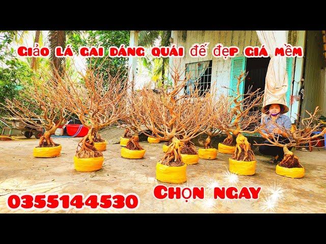 Mai giảo lá gai dáng quái giá mềm 26/10 #chịGiang0355144530|MaivàngThanhTâm