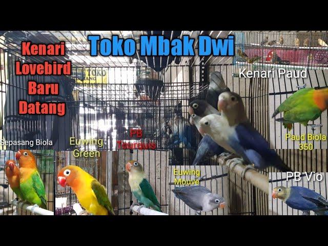 Hari ini Kenari Lovebird Baru Datang Toko Burung Mbak Dwi