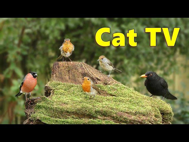 Cat TV ~ Sweet Birds in My Garden ⭐ 8 HOURS ⭐