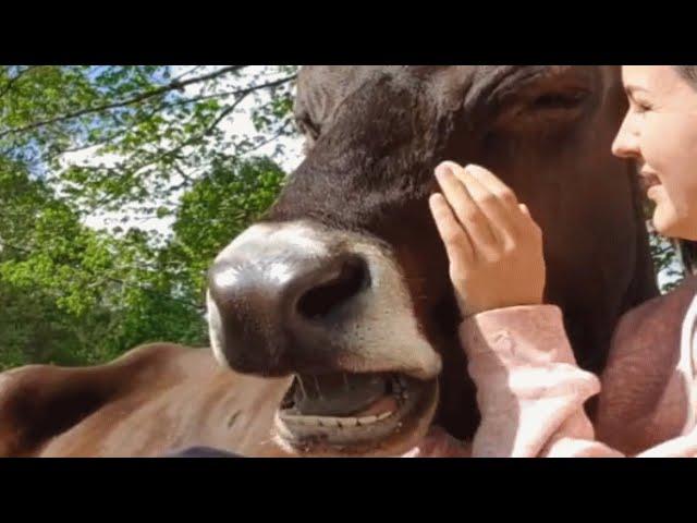 Woman buys house for a rescue cow