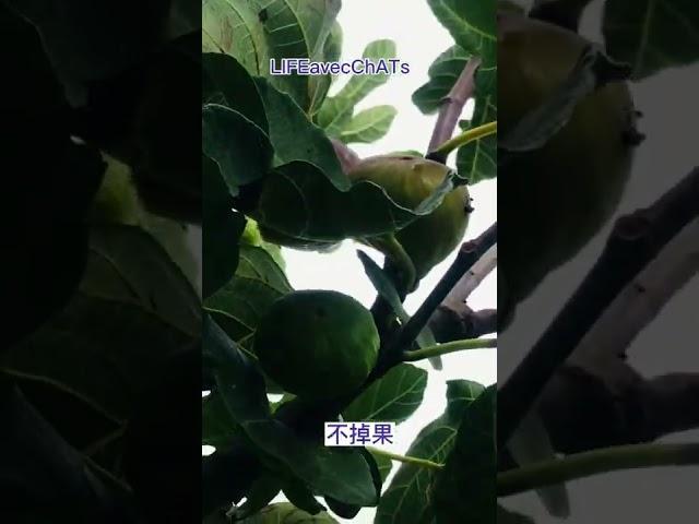 想要无花果结果大，更甜，不掉果，就要让它受伤！