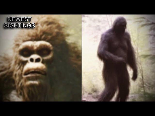 Top 10 NEW Bigfoot Videos *CLEAR FOOTAGE*