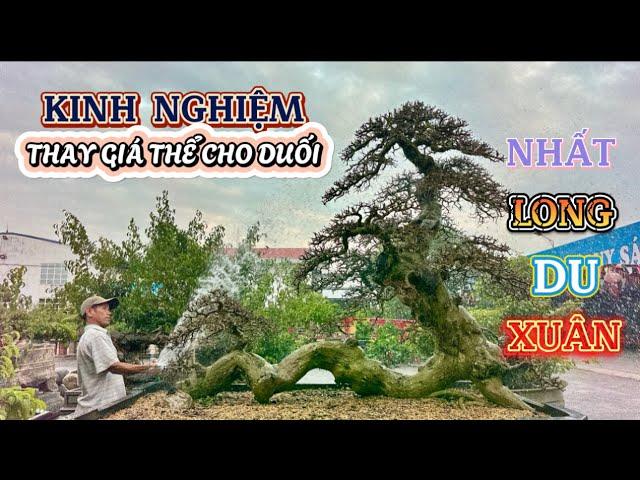 Quảng Tùng| Chia sẻ Quý vị ! Những KINH NGHIỆM thay giá thể cho Duối