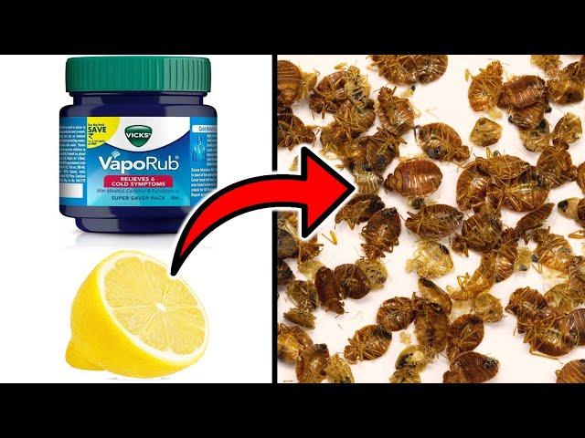 How To Get Rid of Bedbugs Easily with Vicks Vaporub & Lemon Juice