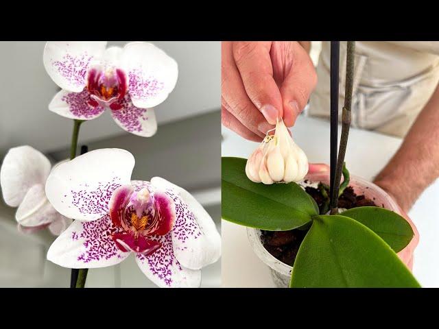  Do this and your orchid will bloom all year round! Very easy!