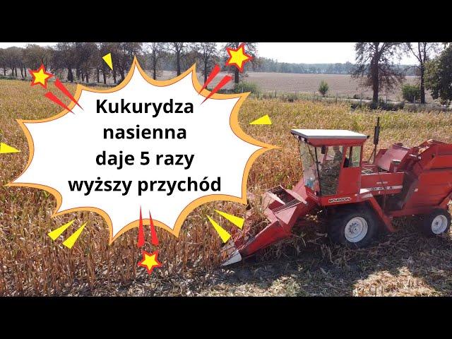 Kukurydza nasienna daje 5 razy wyższy przychód niż ta na ziarno!