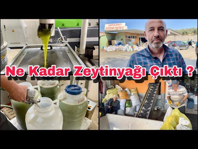 1 Ton 345 Kilo Zeytinden Bakın Kaç Kilo Zeytinyağı Çıktı ? Osmaniye Sumbas