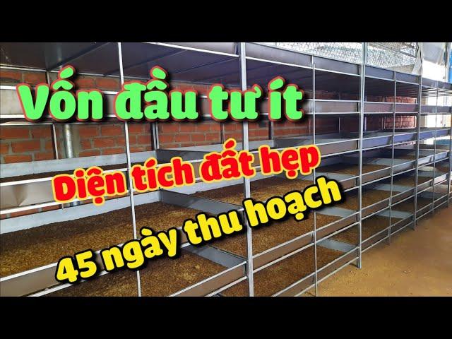 Mô hình chăn nuôi mới dành cho người vốn ít | khởi nghiệp TV