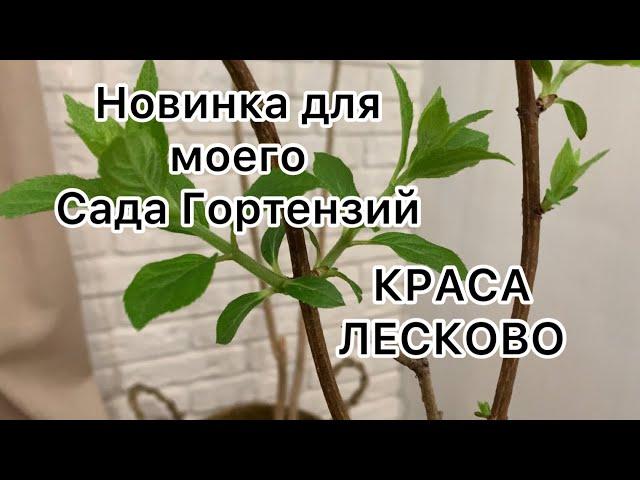 НОВИНКА ДЛЯ МОЕГО САДА ГОРТЕНЗИЙ. Краса Лесково.