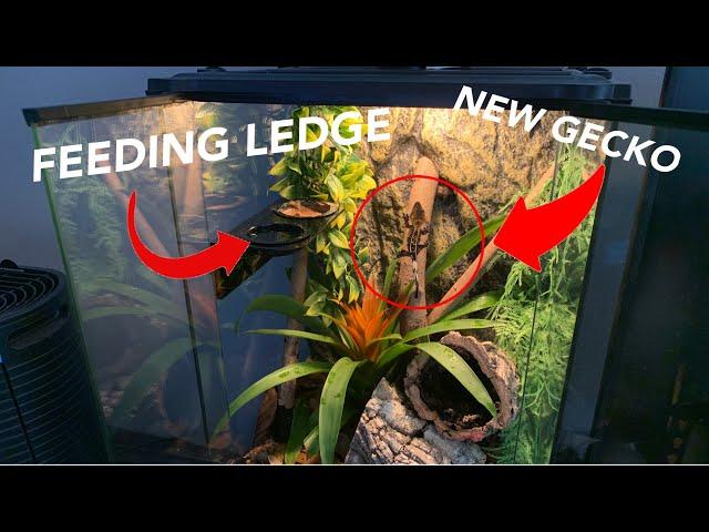 NEW CRESTED GECKO + NEW FEEDING LEDGE!